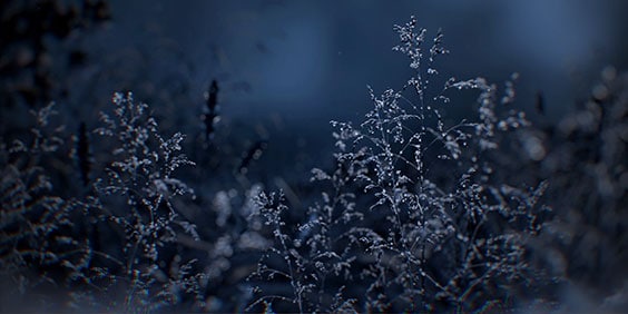 Water droplets on foliage